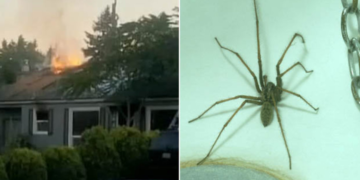 Arizona Man Burns House Down Trying To Kill Spider (Photos)