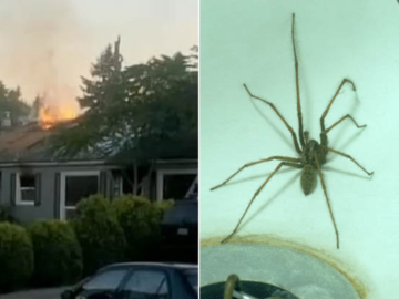 Arizona Man Burns House Down Trying To Kill Spider (Photos)