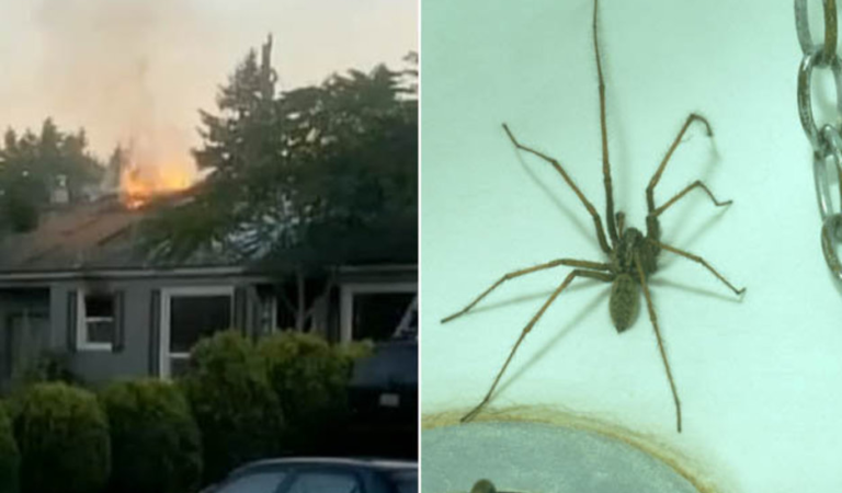 Arizona Man Burns House Down Trying To Kill Spider (Photos)