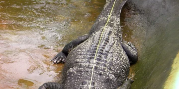 British crocodile expert is arrested for sexually abusing dozens of dogs