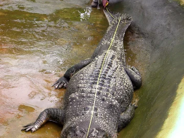 British crocodile expert is arrested for sexually abusing dozens of dogs