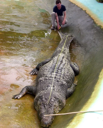 British crocodile expert is arrested for sexually abusing dozens of dogs