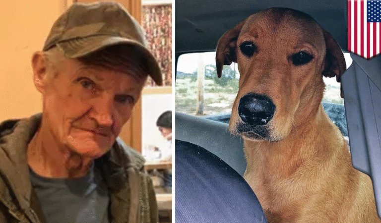 Dog Turns John Wick “Accidentally” Shoots Owner — Local Authorities Confused